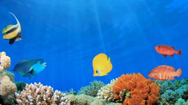 A vibrant underwater scene with various colorful fish swimming among coral and other marine life, all set against a blue ocean background.