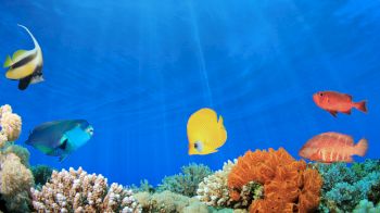 The image shows colorful fish swimming around a coral reef in a clear blue ocean. Coral and different fish species are visible in vibrant colors.