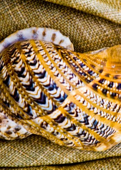 A detailed, patterned seashell with a mix of yellow, brown, and black colors lies on a textured, burlap-like surface.