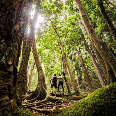 Two people hiking together in a dense, sunlit forest. Moss-covered ground and large tree roots surround them, with sunlight filtering through the canopy.